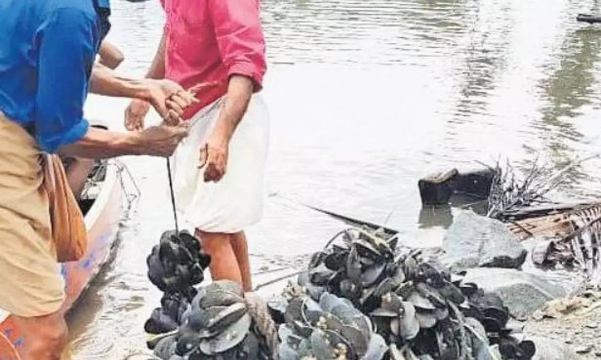 Green mussel production up in North Kerala, says CMFRI