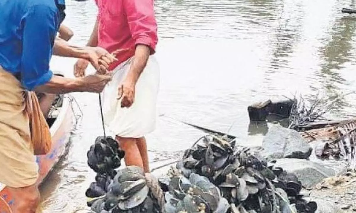 Green mussel production up in North Kerala, says CMFRI
