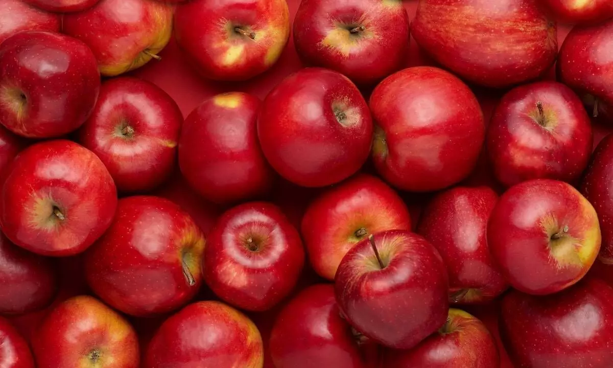 Decision to cut import duty on US apples will harm Himachal farmers
