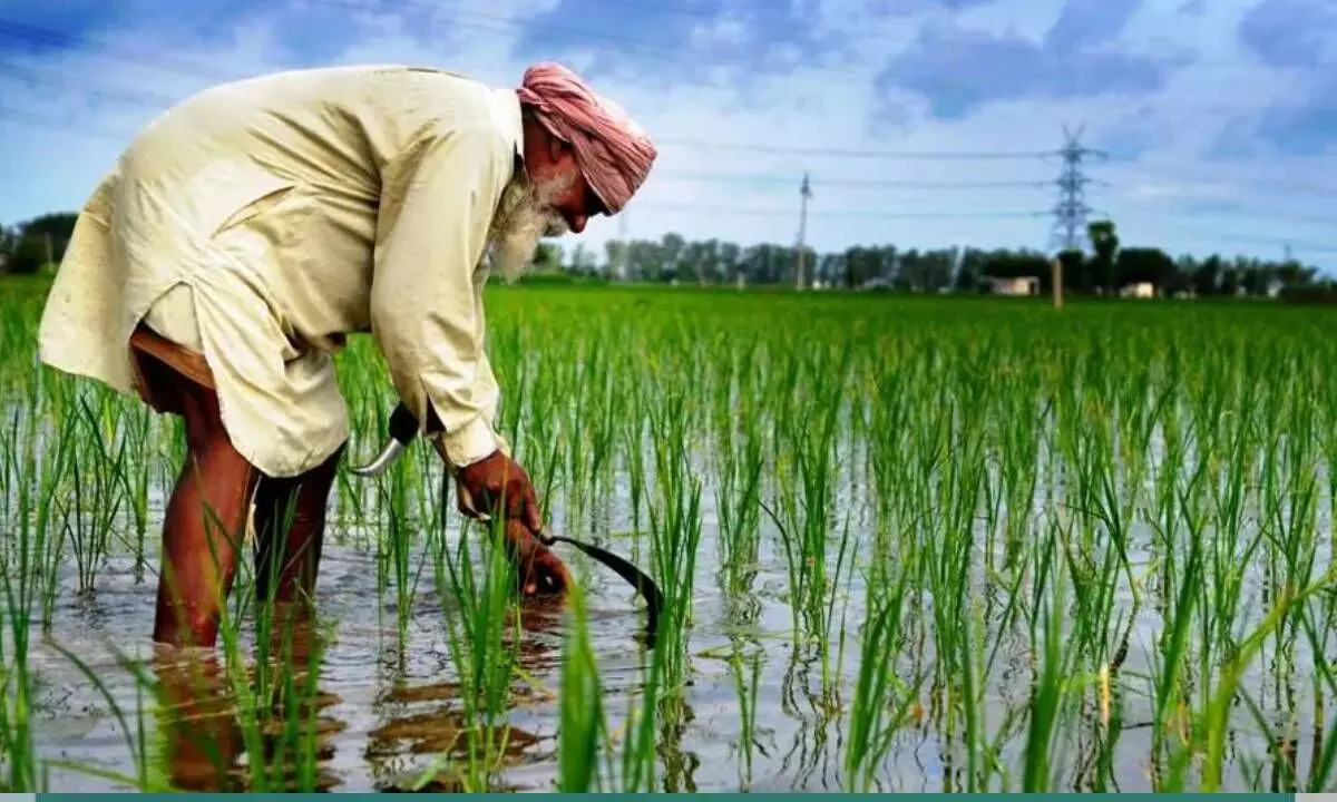 Punjab aims to increase basmati cultivation by 20%