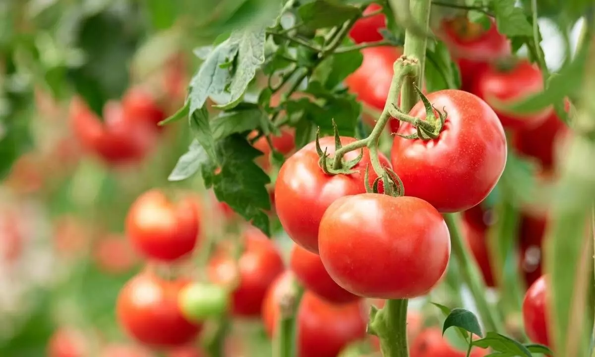 Tomato Troubles Continue: Subway Follows McDonalds Lead, Removes Tomatoes from Menu