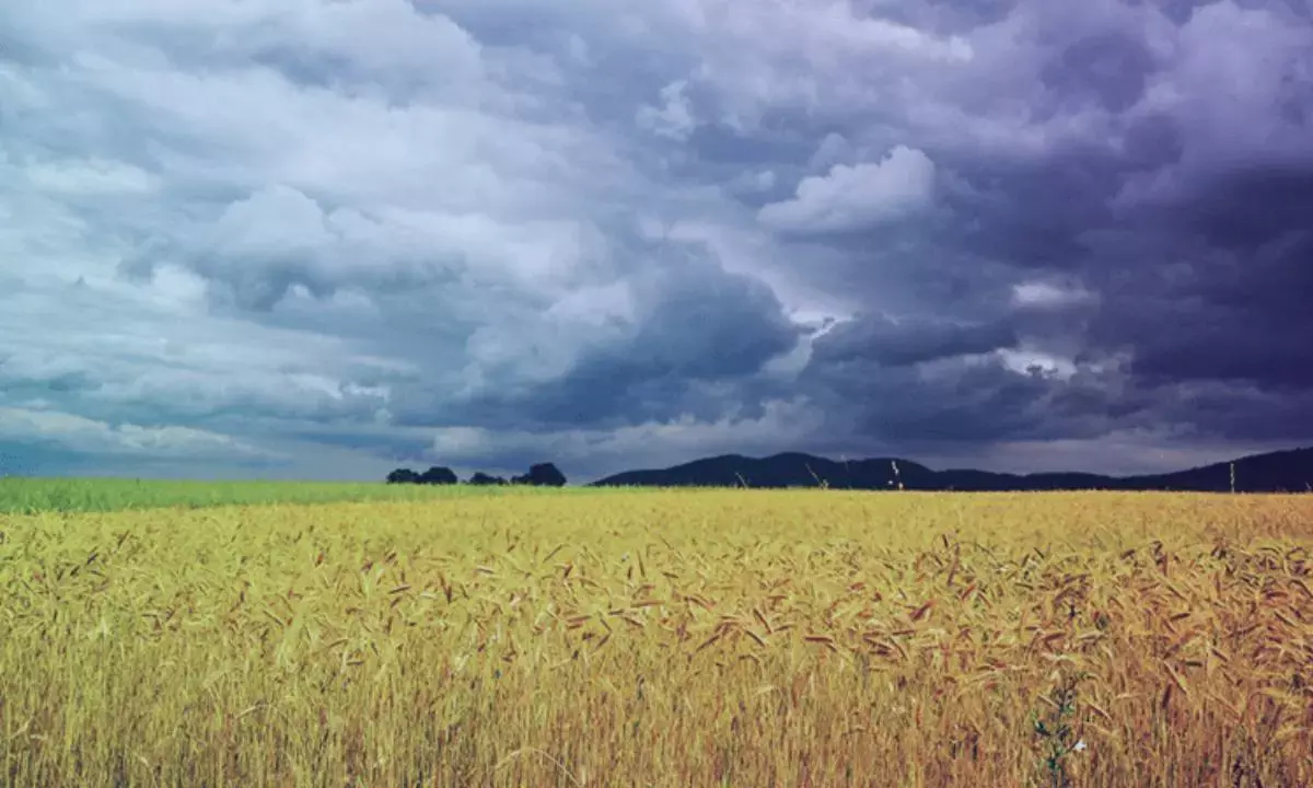 Rice prices set to be higher amid deficient rainfall