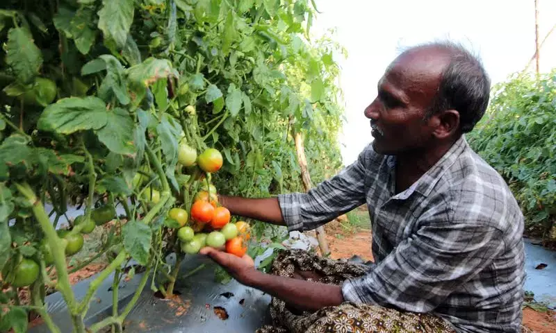Netafim uses drip irrigation to revolutionise tomato farming