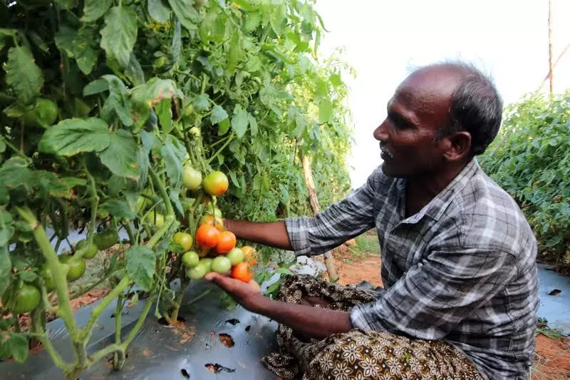 Netafim uses drip irrigation to revolutionise tomato farming