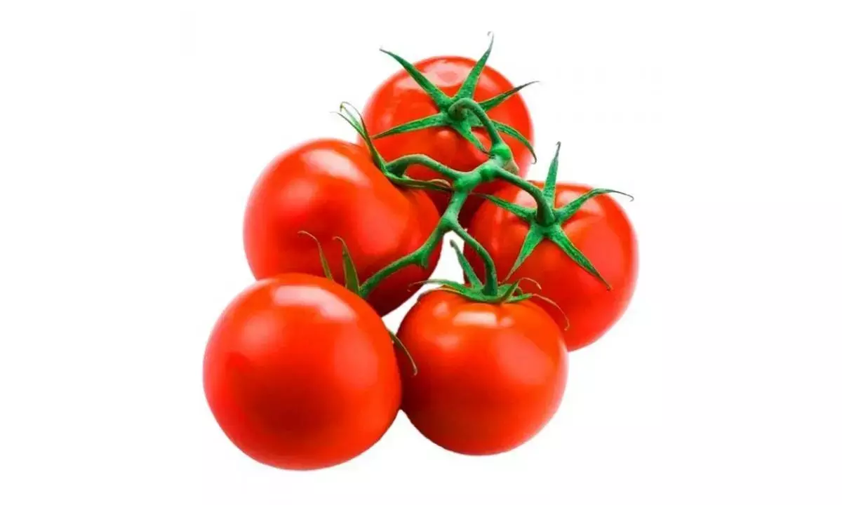 Prices of tomato expected to fall with new supplies