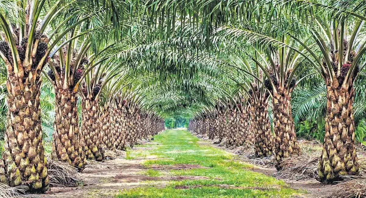 oil palm cultivation