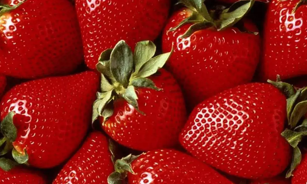 Eating strawberries daily may boost cognitive function, cut BP