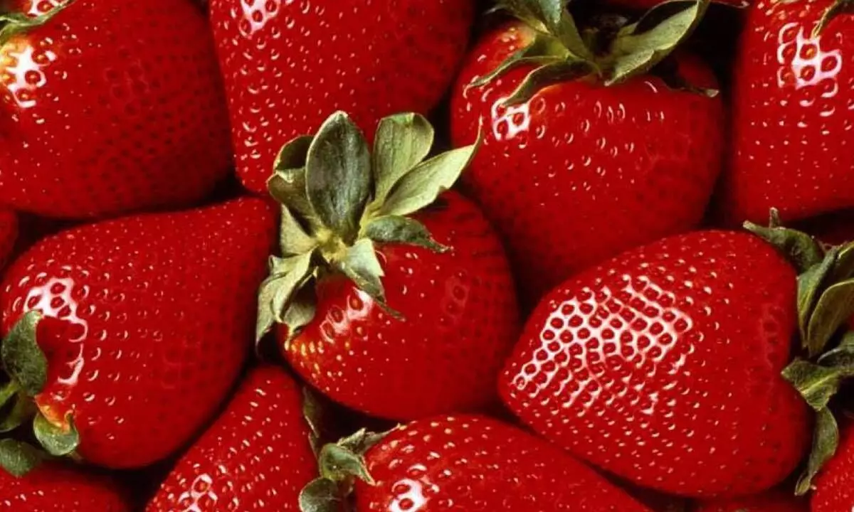 Eating strawberries daily may boost cognitive function, cut BP Eating strawberries daily may boost cognitive function, cut BP