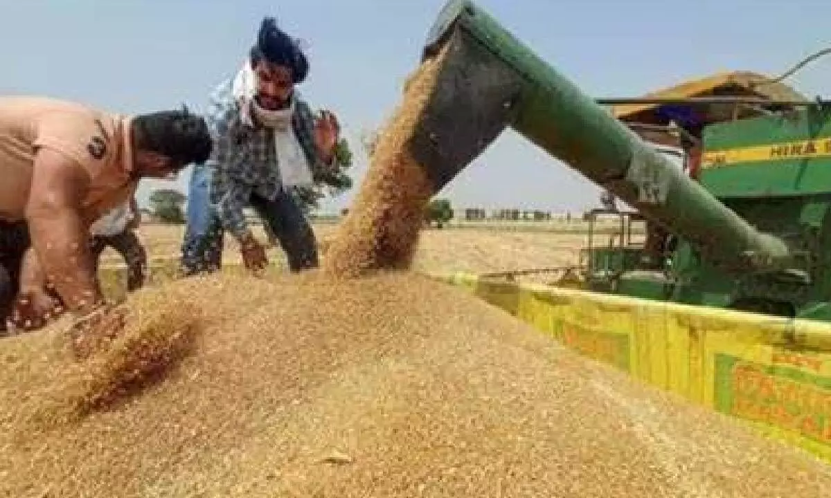 Govt invites applications from wheat exporters