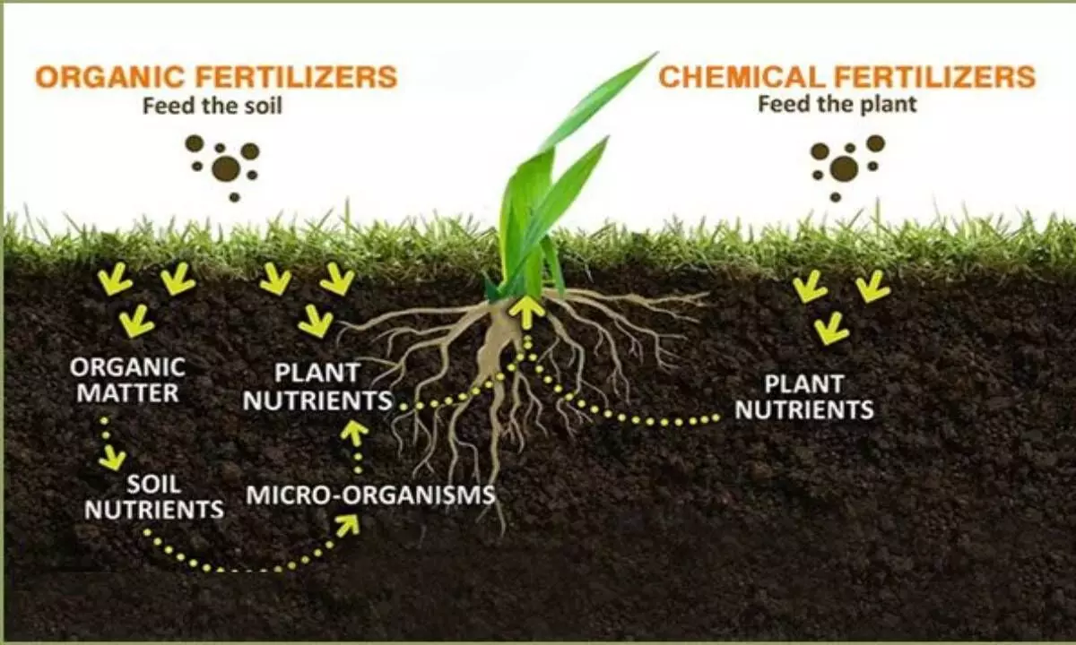 India should embark on year-wise phase out of chemical fertilisers