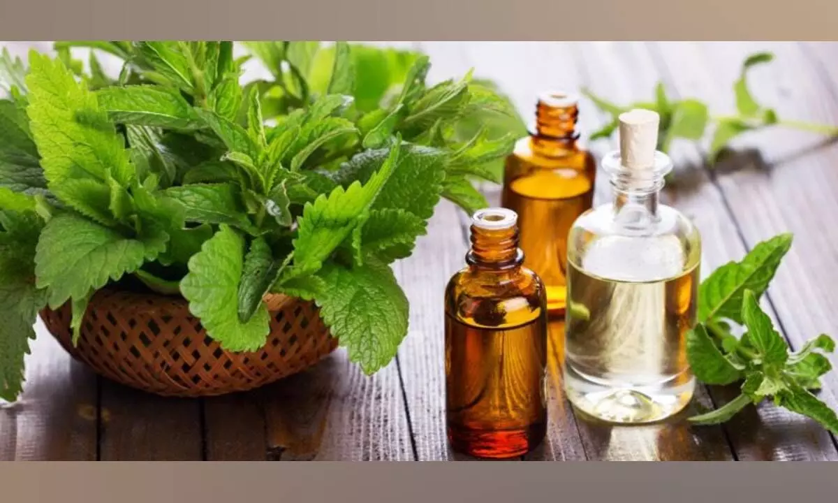 Choosing the right smellscaping spells overall business success Choosing the right smellscaping spells overall business success