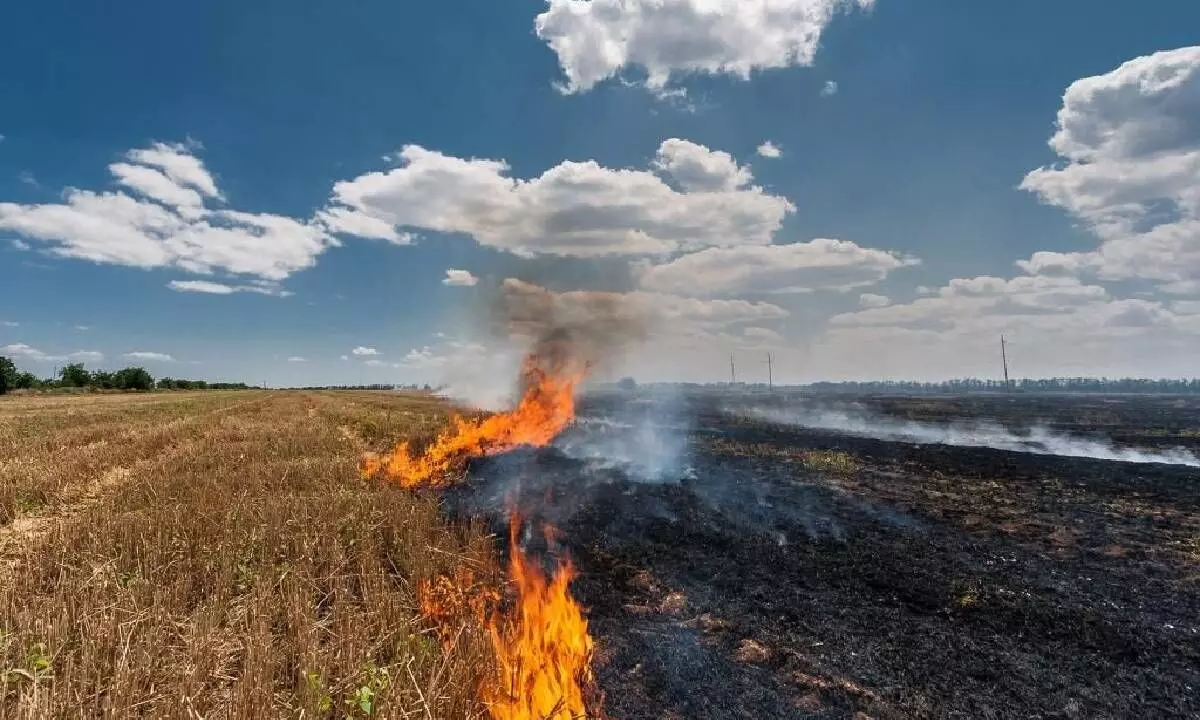 Punjab offers machines to check stubble burning