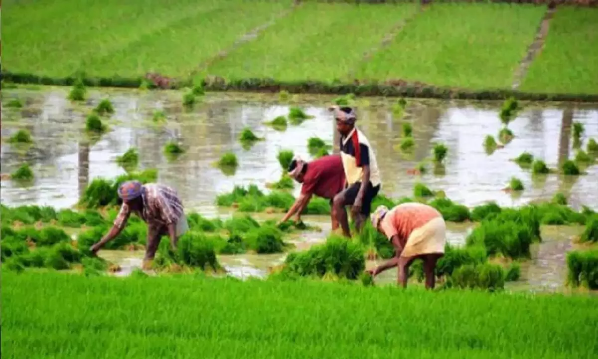 Govt to tweak laws on 5 cash crops