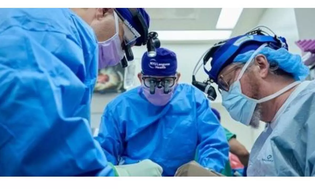 Gene-edited pig kidney now functions well in human body Gene-edited pig kidney now functions well in human body