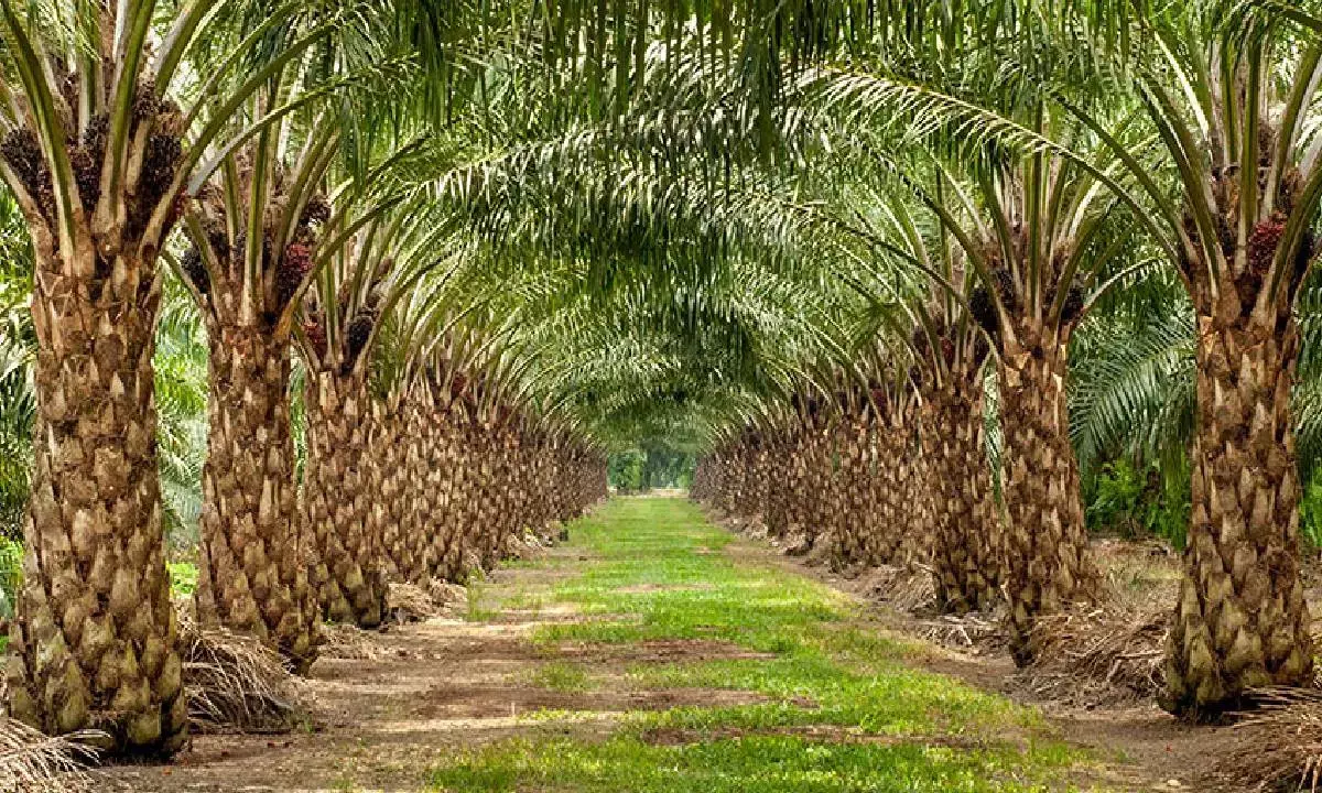 More oil palm planting in NE will destroy the region: MPs tell PM