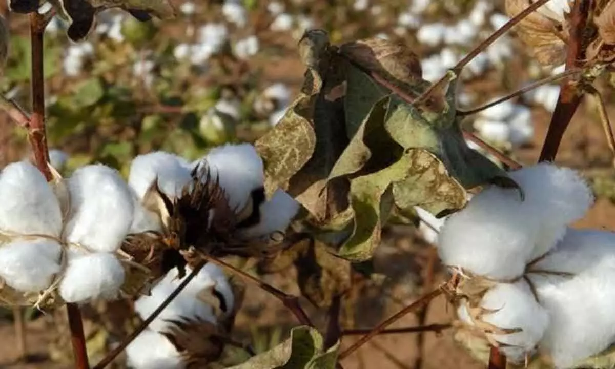 ‘Cotton growth story in TS hinges on innovations’