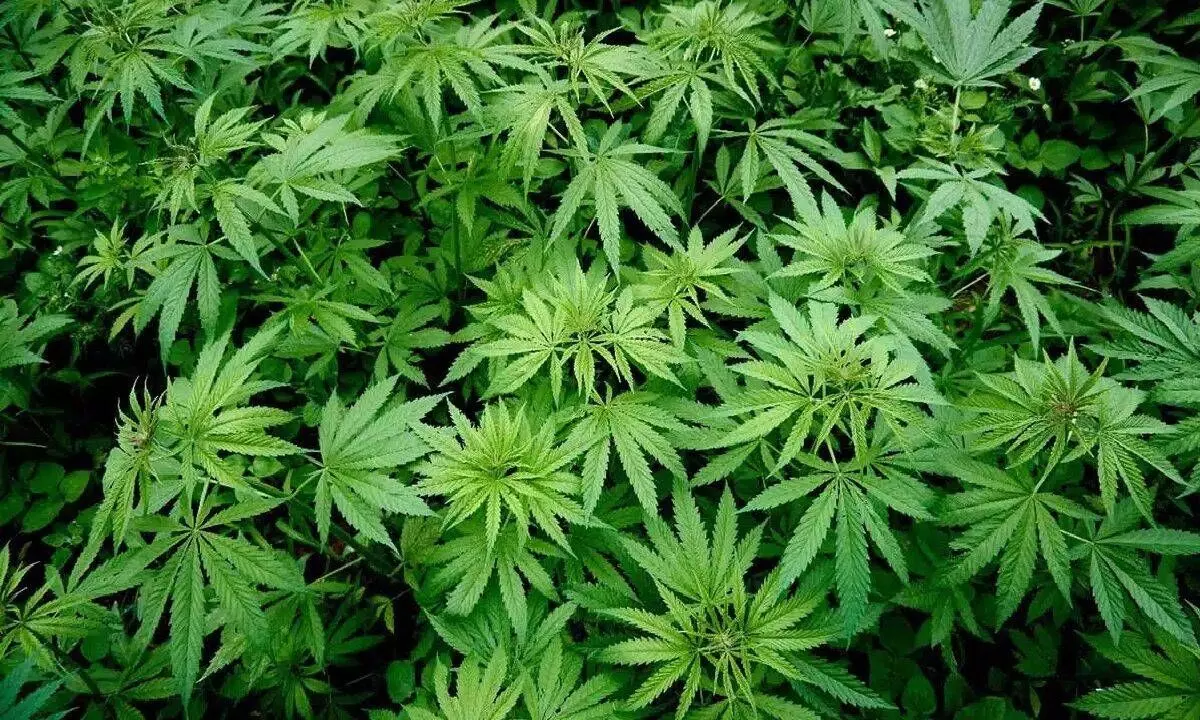 Policy paralysis hitting hemp cultivation in TS
