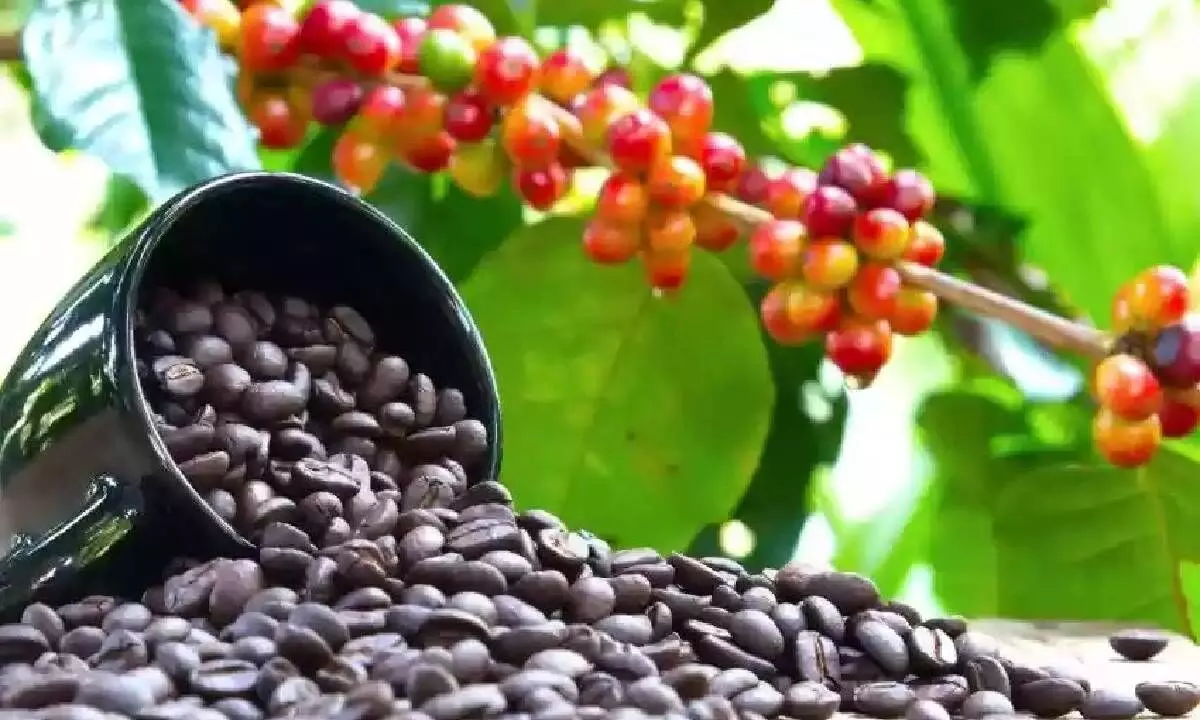 Weak monsoon set to squeeze coffee output
