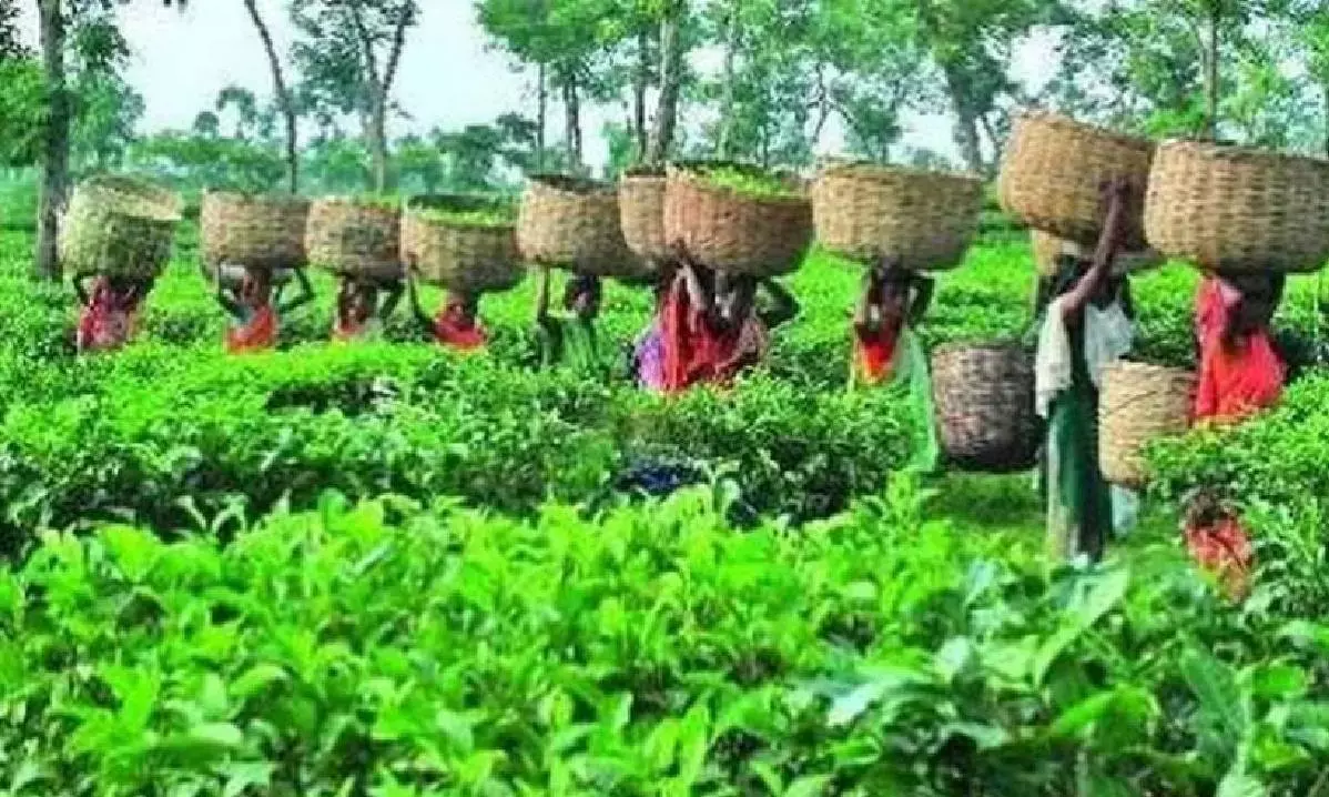 Tea production rises 6.2$ at 165 mn kg in July 2023