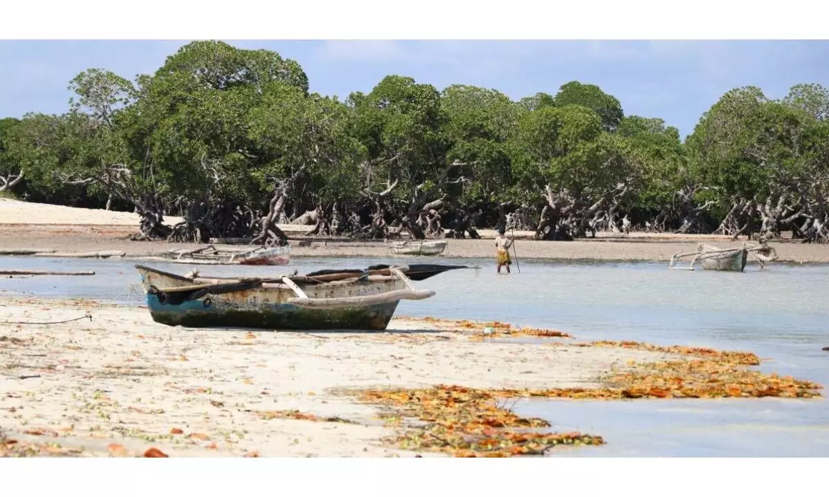 Coastal ecosystems on the brink of extinction