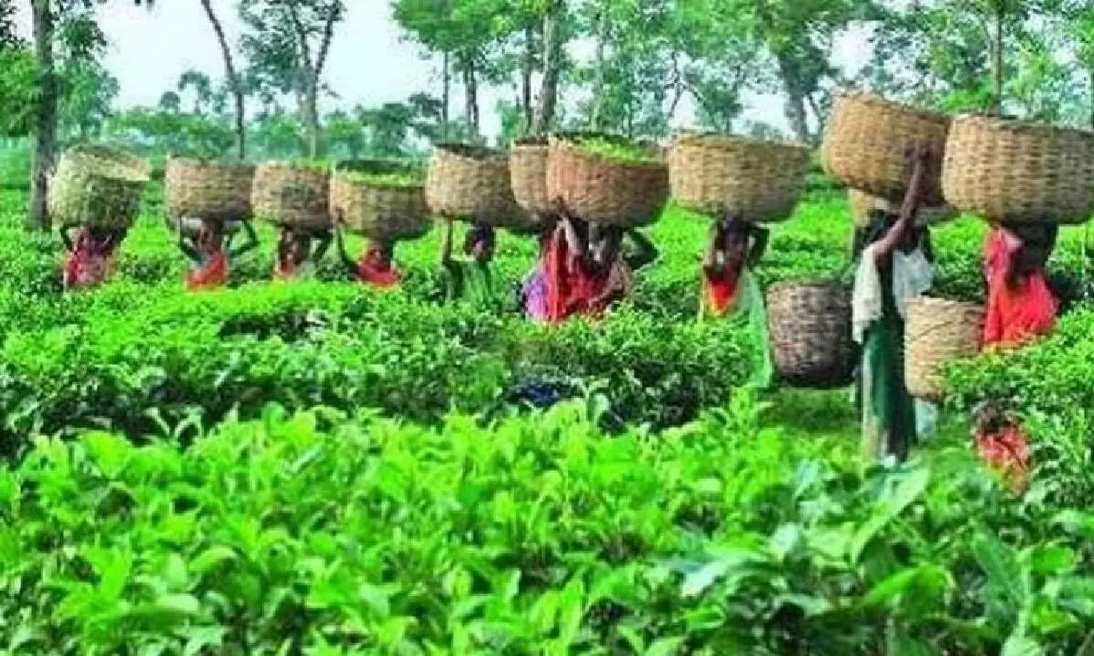 Tea production rises 6.2$ at 165 mn kg in July 2023 Tea production rises 6.2$ at 165 mn kg in July 2023