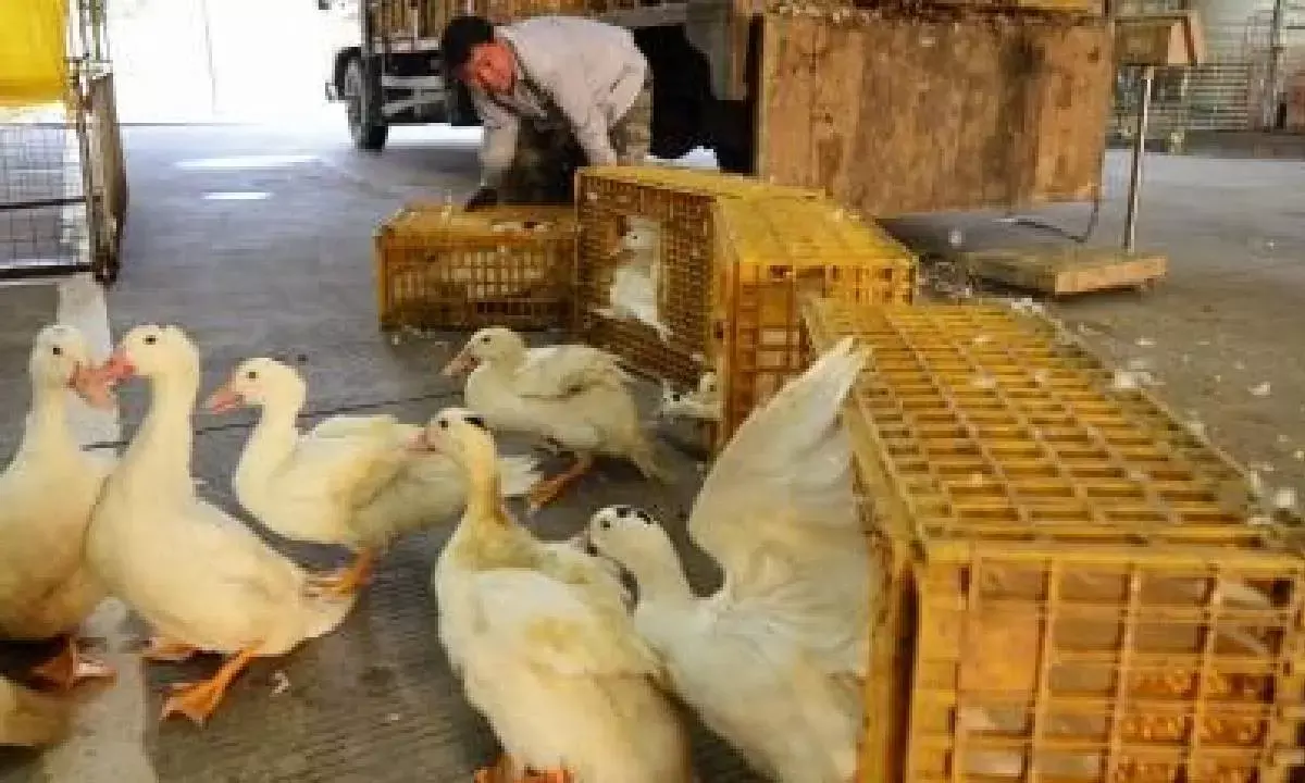 Mutational changes in bird flu virus may signal next pandemic