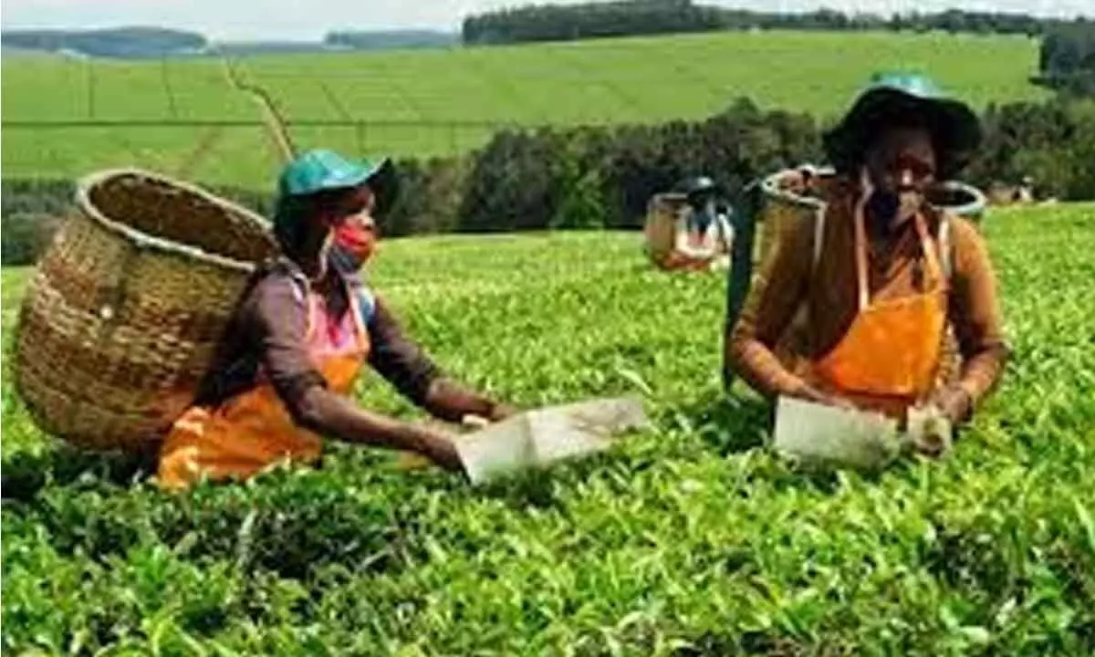 Tea COs to witness 8% dip in revenue this fiscal