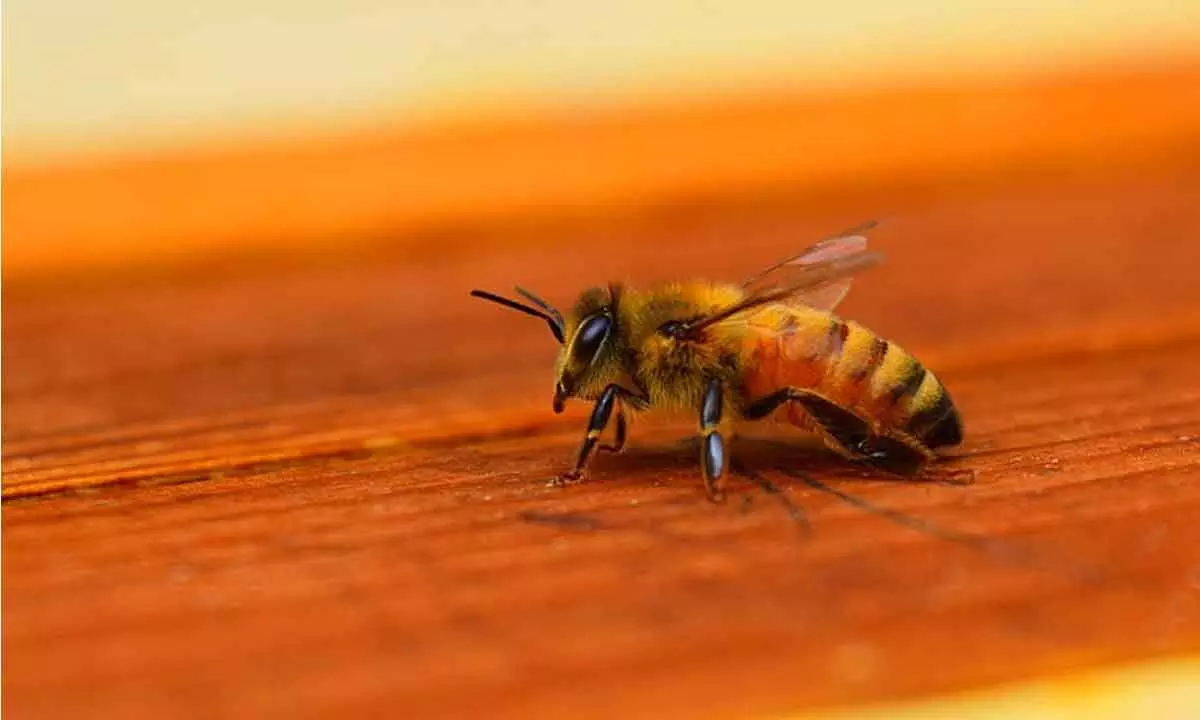 Making sense of the buzz behind biomonitoring of environment by bees