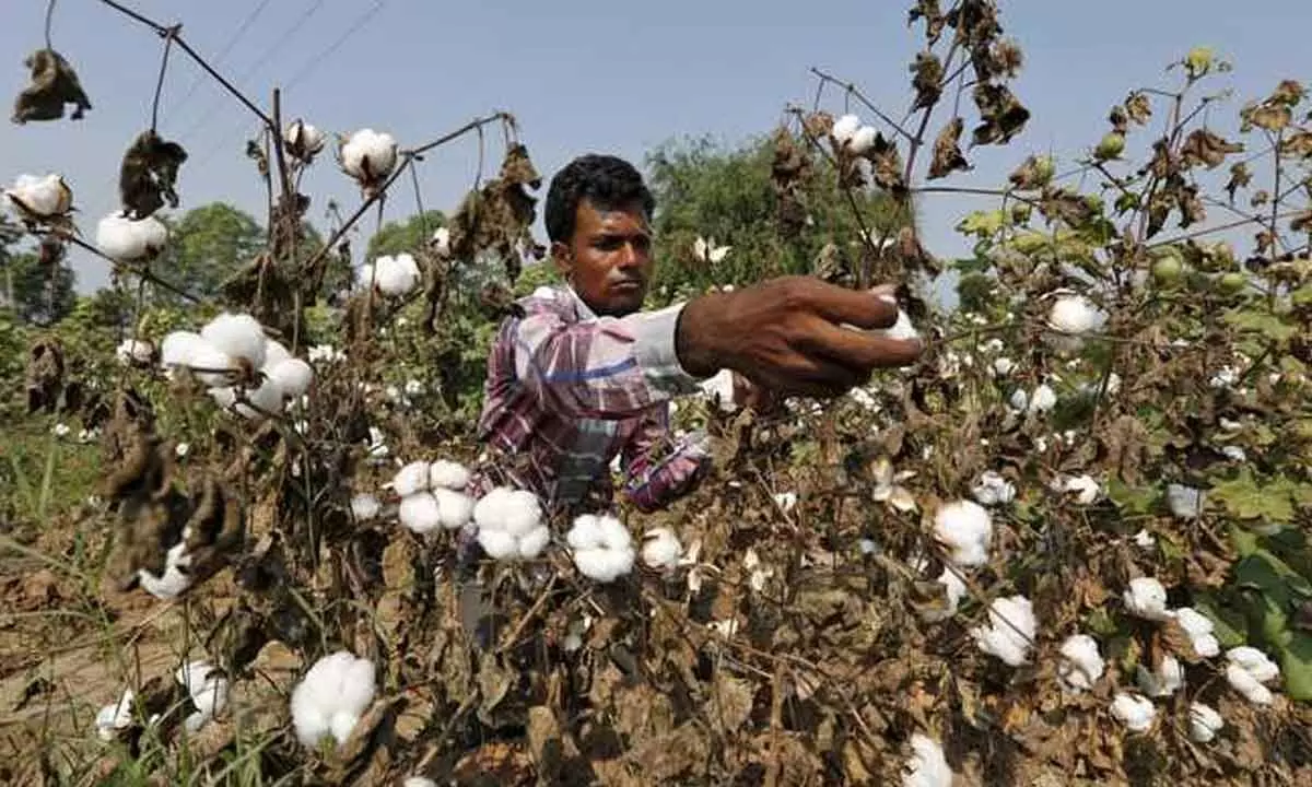Cotton farmers need to be vigilant of pink bollworm