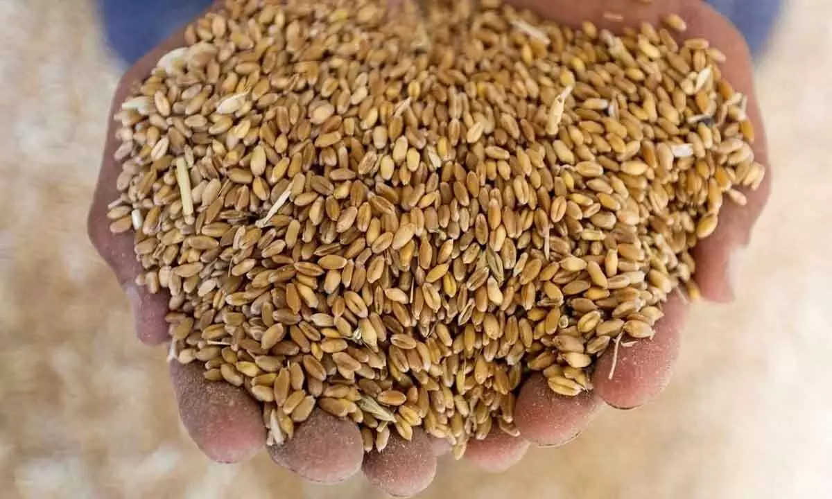 Centre sells 18L tonnne wheat in 13 e-auctions