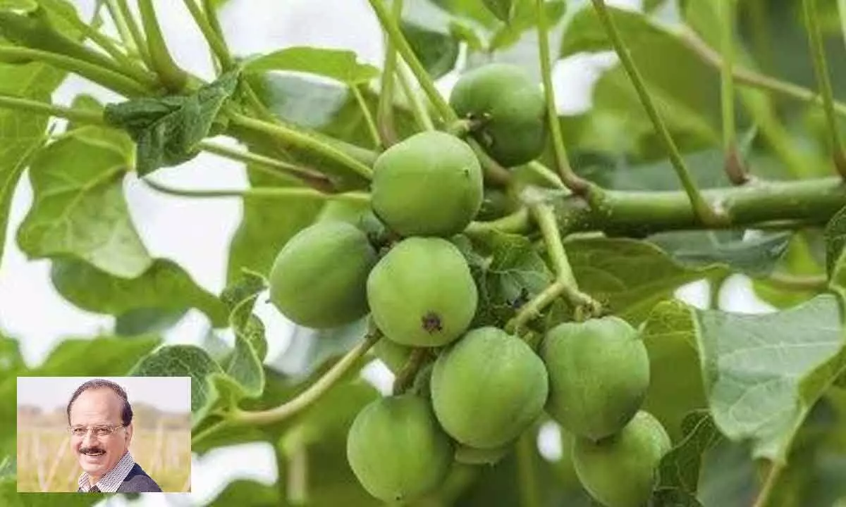 Policymakers yet to learn from the Jatropha debacle; focus should be on crop diversification