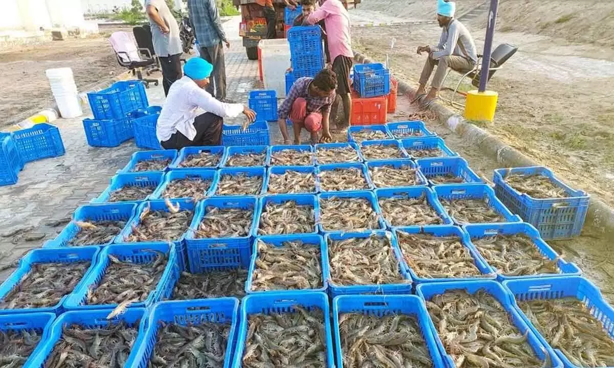 Centre for shrimp farming in North