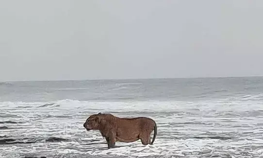 Asiatic Lions Scenic Seaside Walk in Junagadh Goes Viral