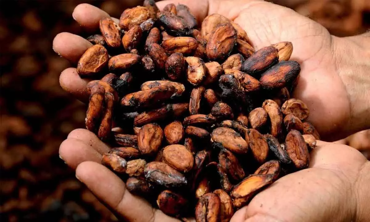 India emerging market for cocoa