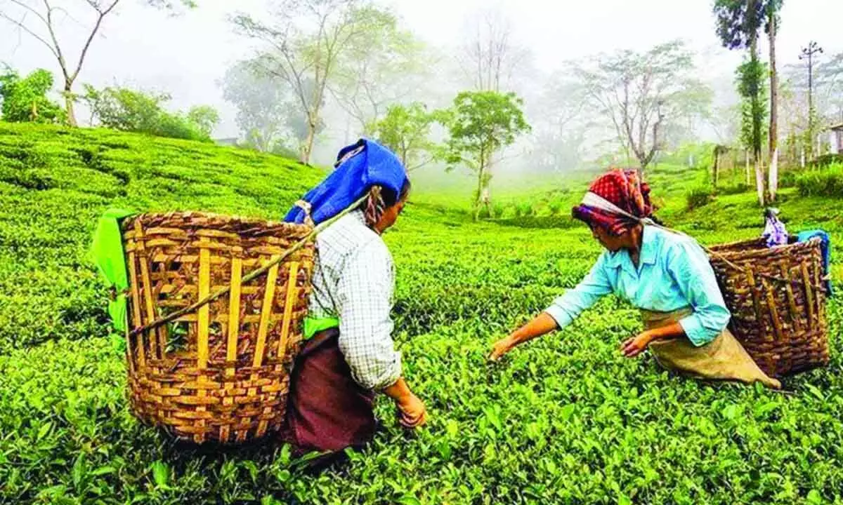 Tea production falls by 4% to 178 mn kg