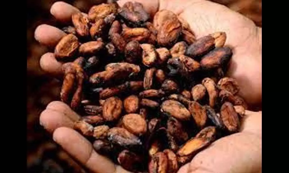 Cote d’lvoire looking for direct sale of cocoa products