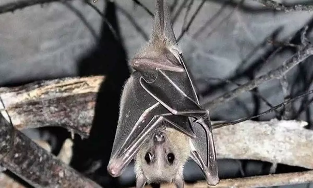 Russian shelling is taking a deadly toll on urban bats