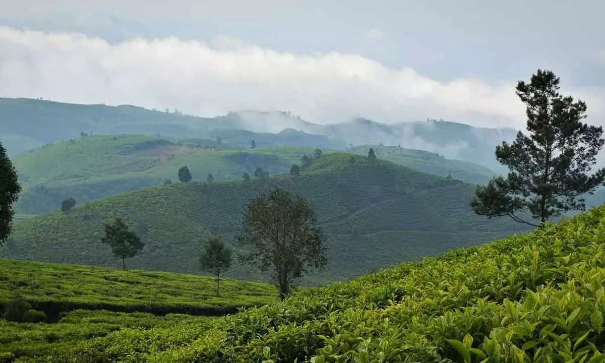Tea exports fall in first seven months of 2023