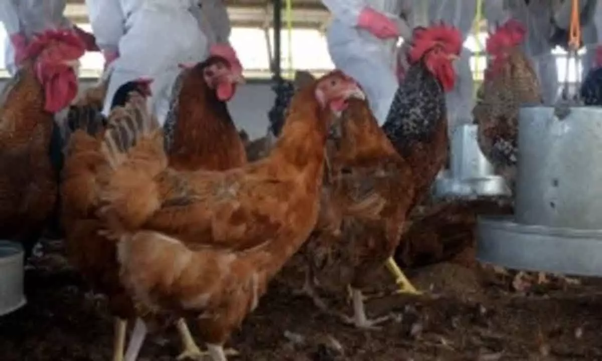 Scientists create gene-edited chickens to fight bird flu
