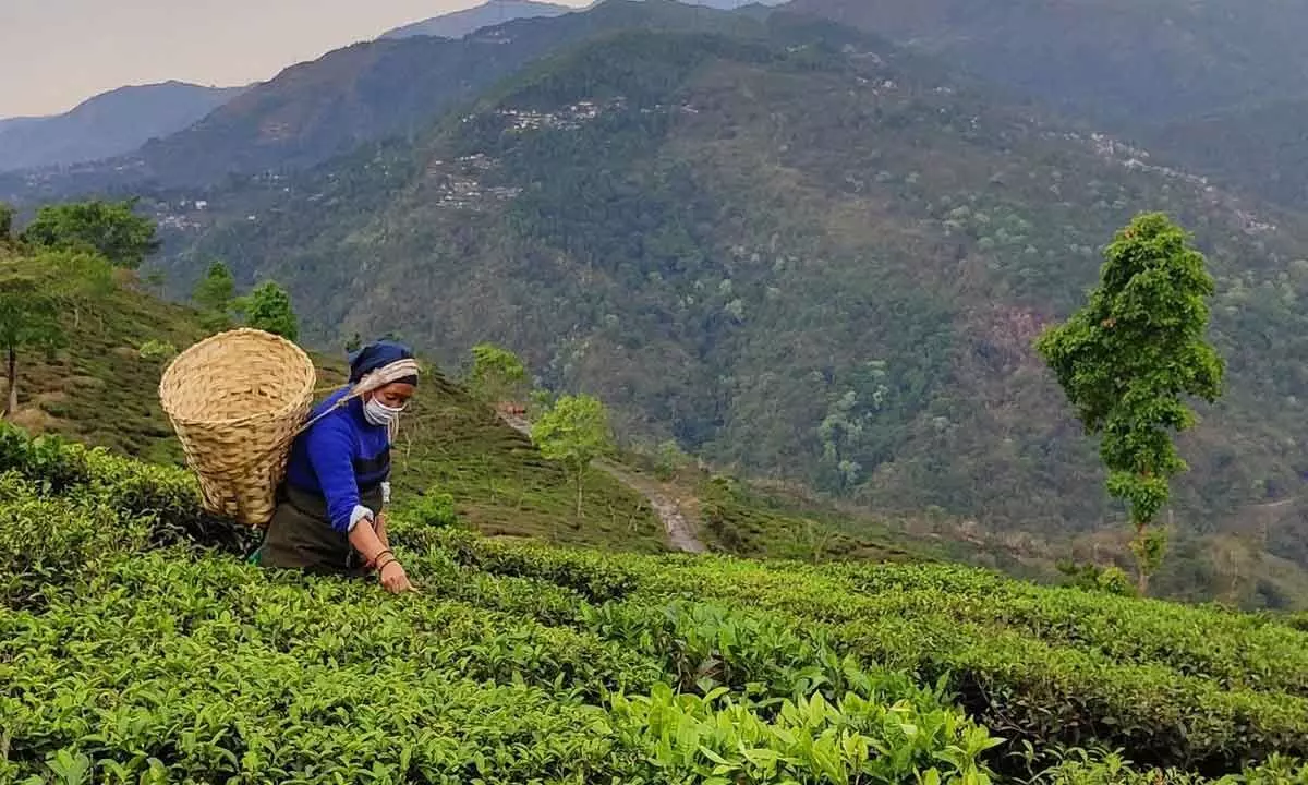 Assam tea worth Rs 2,300 crore sold at Guwahato Tea Auction Centre in FY23-24