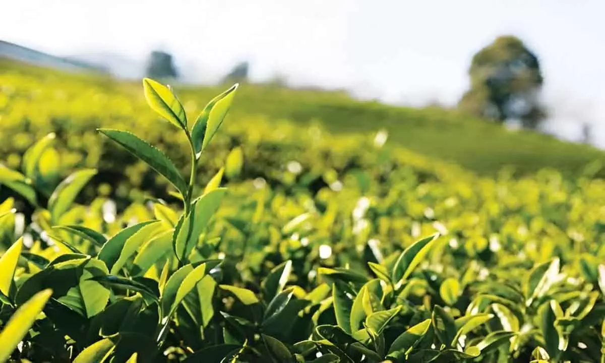 Tea industry passing through a phase of acute financial crisis