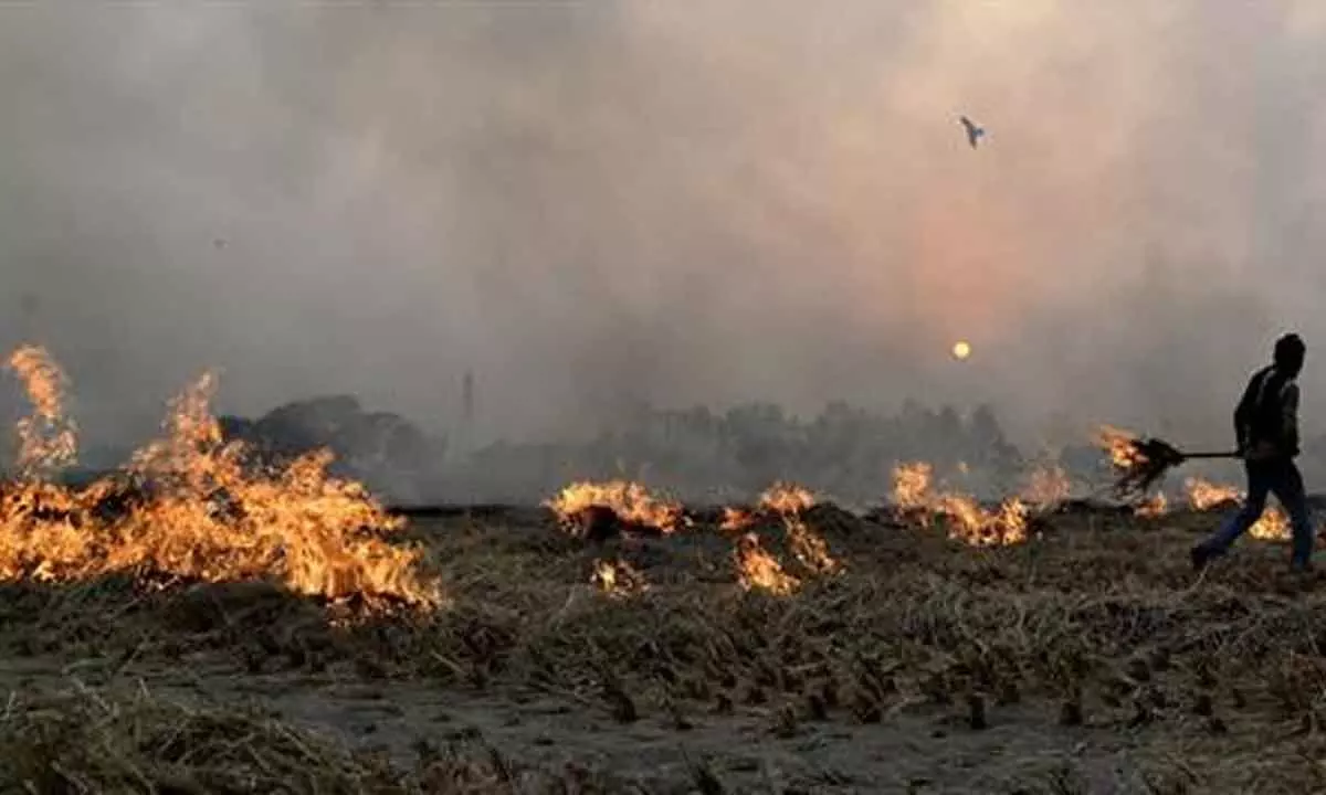 A practical approach needed to stamp out crop burning menace