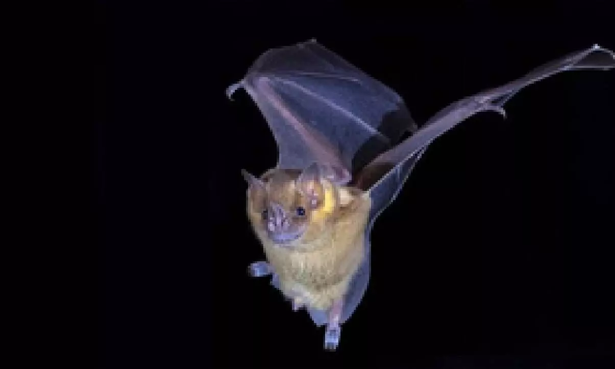 Bat genes may play vital role in beating Covid, cancer: Study