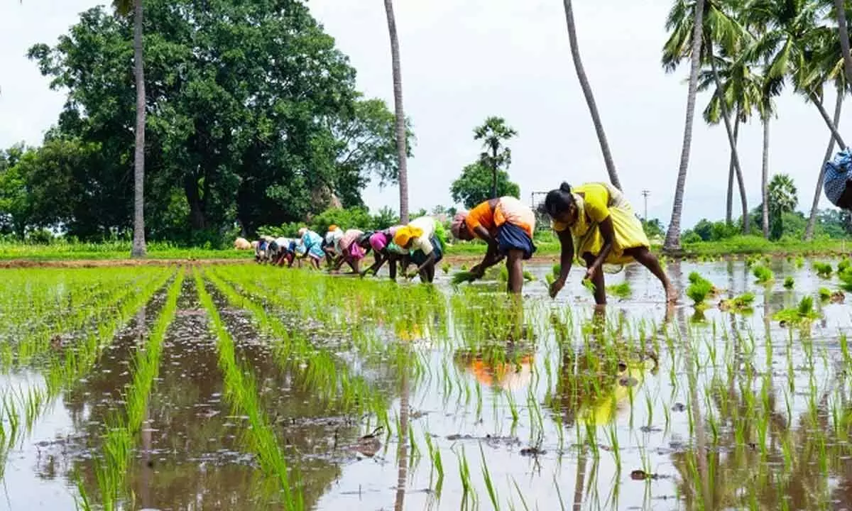 Rice farmers need more than just higher productivity