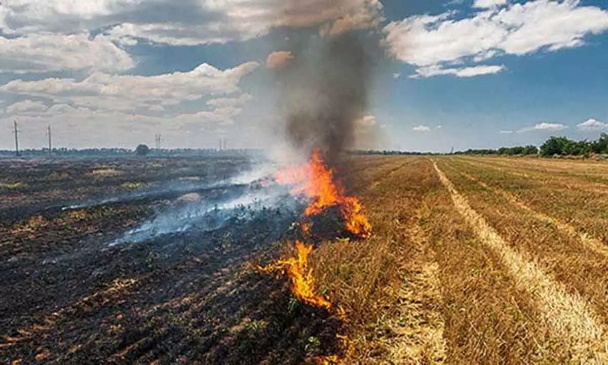 Extending incentives to farmers can curb the menace of stubble burning