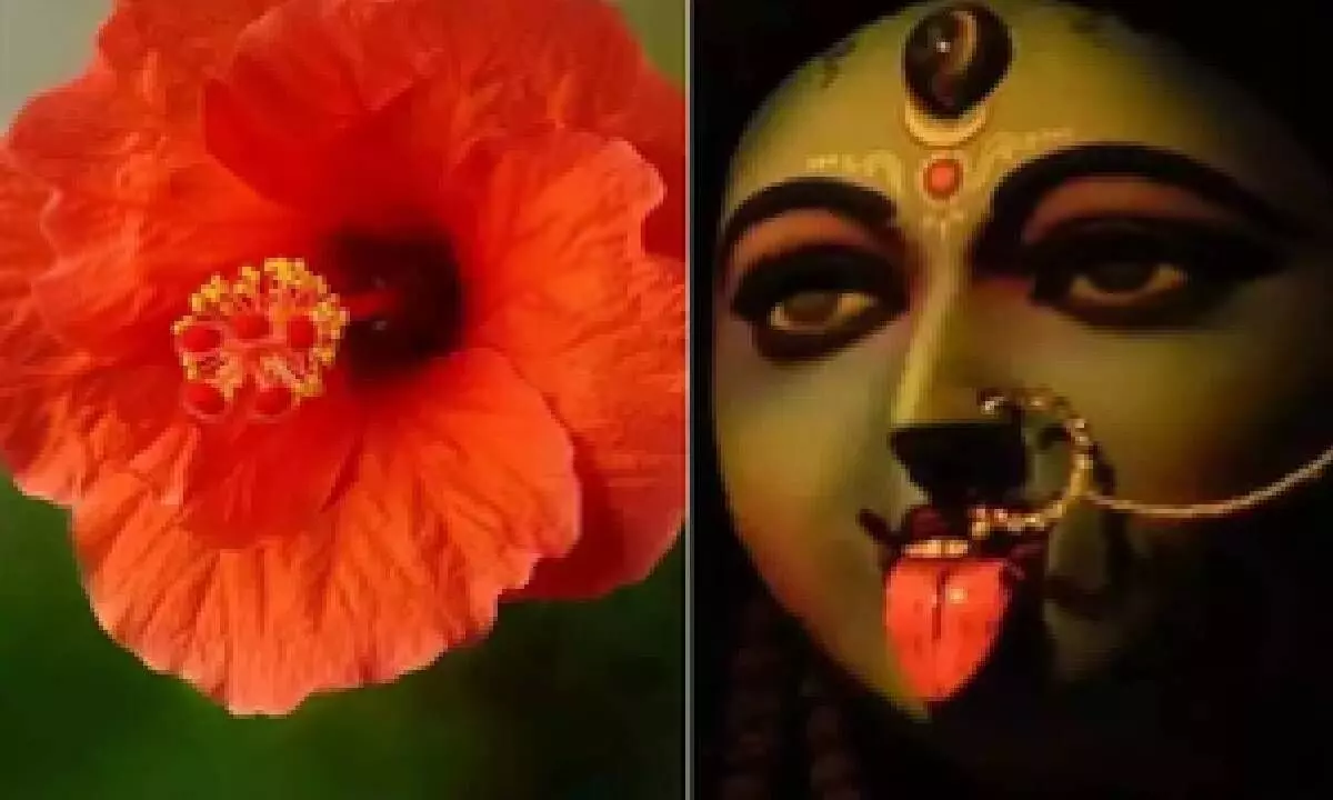 Red hibiscus prices skyrocket ahead of Kali Puja festival in Bengal