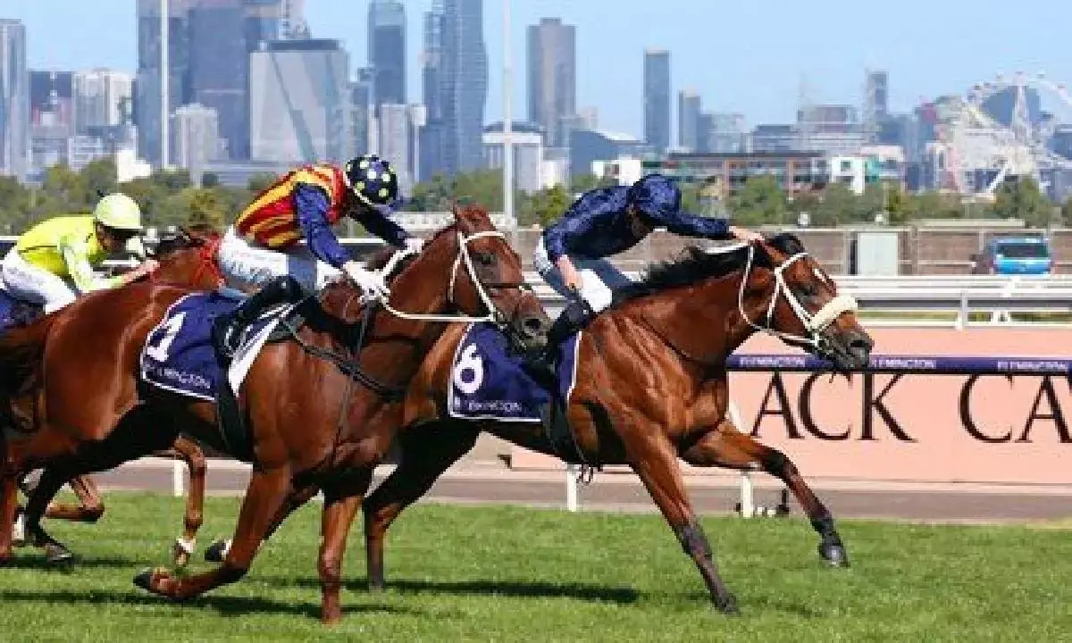 Do racehorses even know they’re racing each other? It’s unlikely