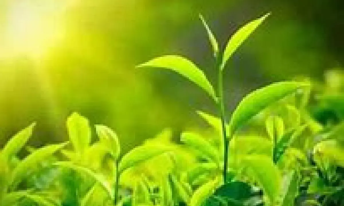 Tea auctioneers form body