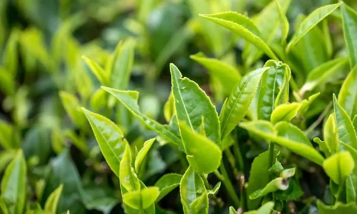 Prospects brighten for Indian tea exporters after foray into new markets