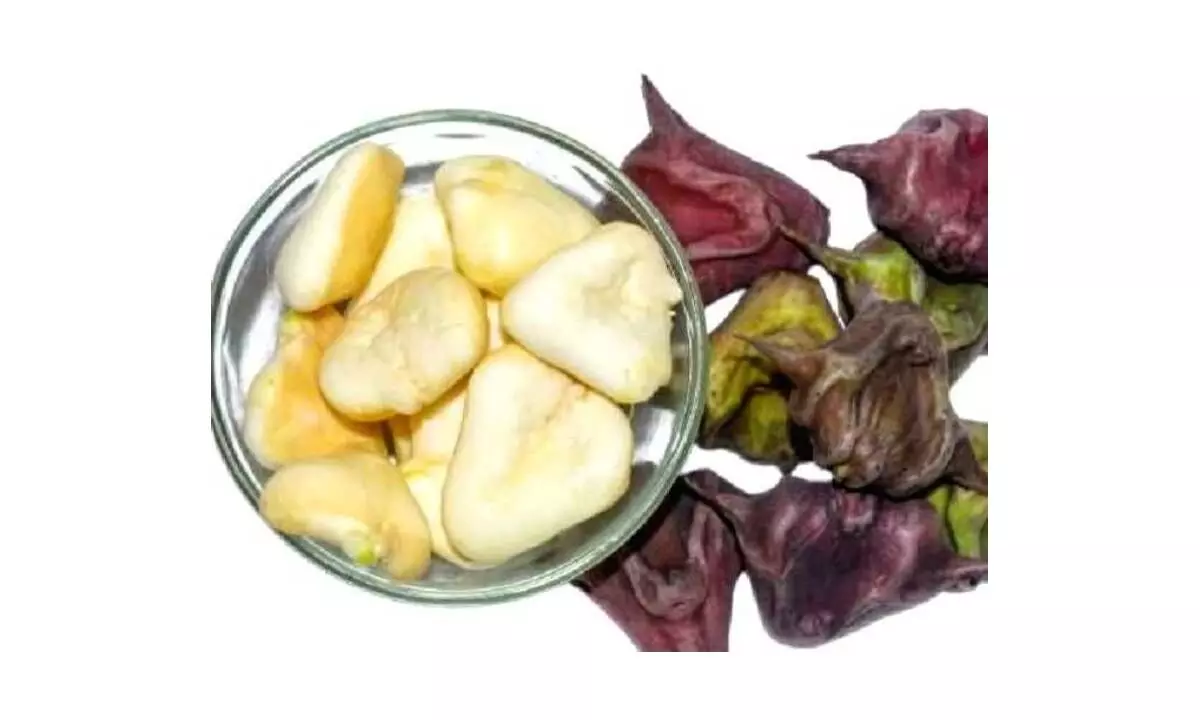 Water chestnuts from Varanasi set to hit Dubai markets